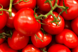 Tomato